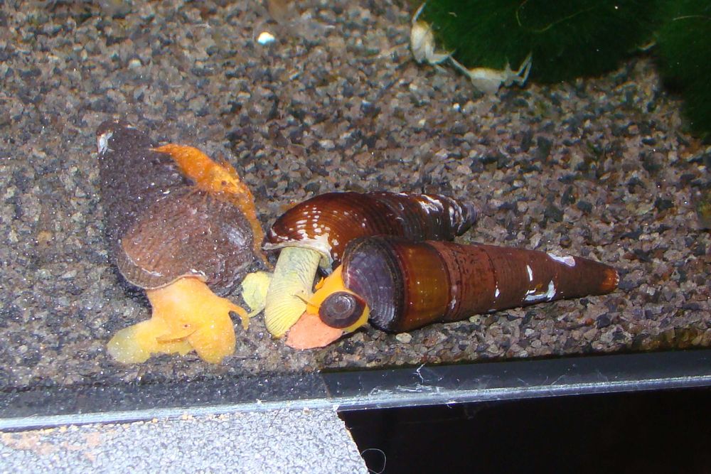 Ślimak tylomelania orange mix