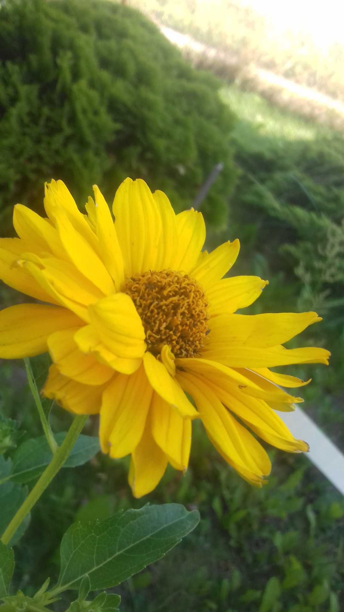 nasiona rudbekii zoltej