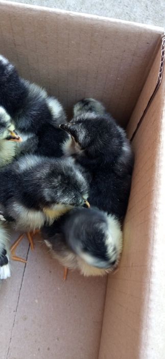 Джерсійський гігант інкубаційні яйця