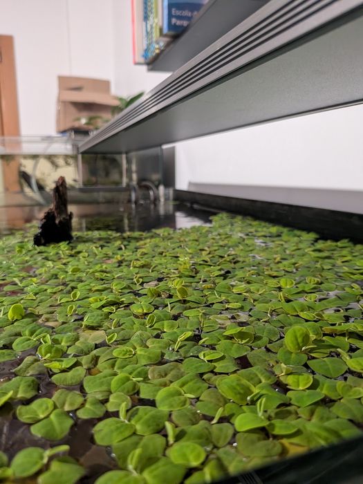 Red Root Floaters - Plantas Flutuantes