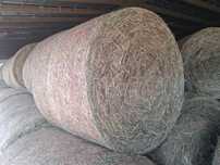 Siano bela 140 suche