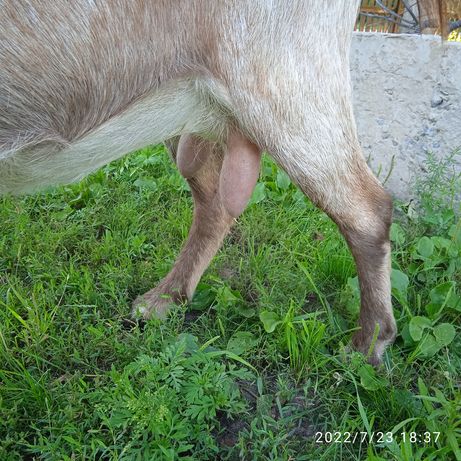 Пробам Коз козенят 2 дорослі кози молочні молоко