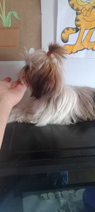 Shih-tzu macho porte mini,  com LOP