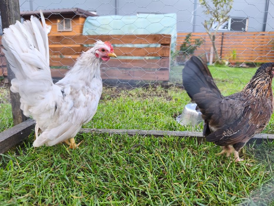 Młode Kury liliput/ kogut liliput sułtan