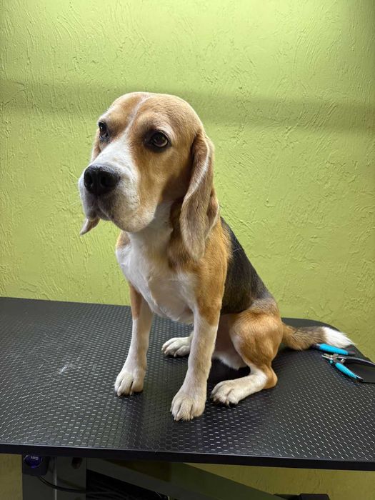 Грумінг Коростень (Коростенський район)