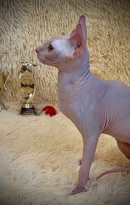 Канадский сфинкс мальчик, клуб, родословная WCF, доставка заграницу