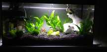 Akwarium aquel 30x30x60