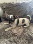 Chihuahua Mini Macho