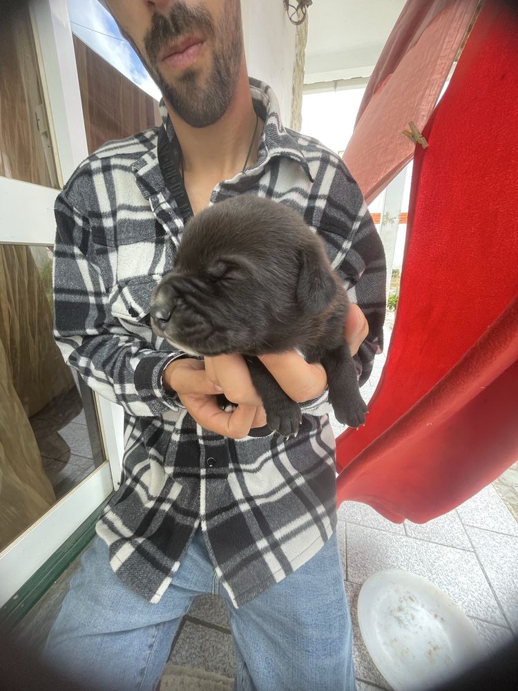 Cachorros para doar