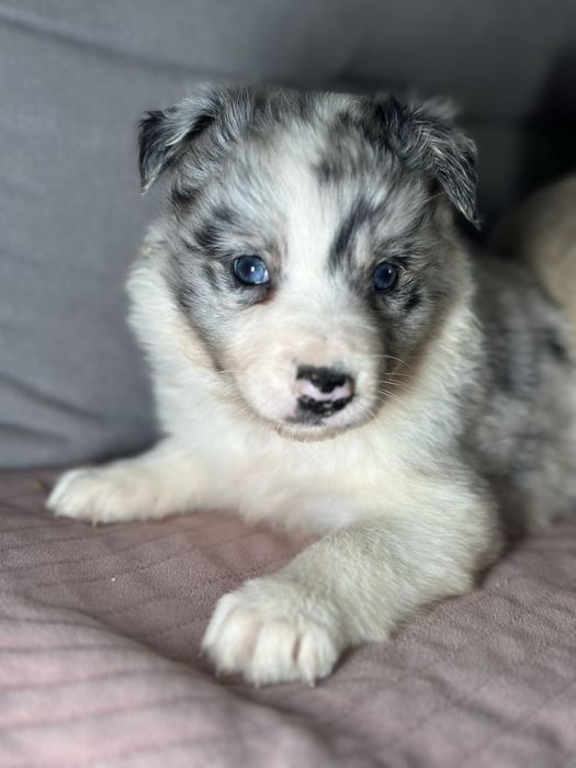 Suczka border collie blue merle
