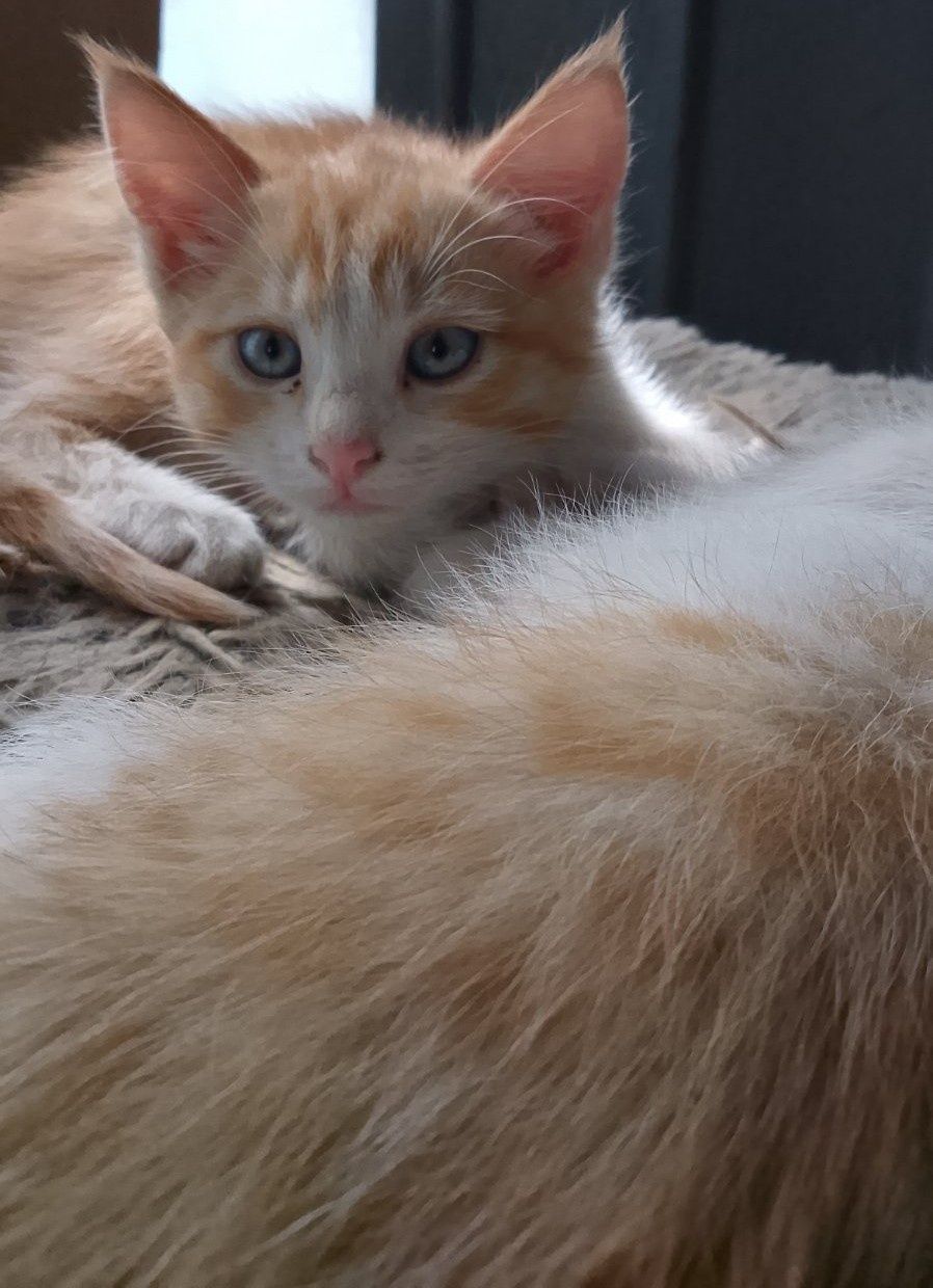 Кошенята 2 місяці