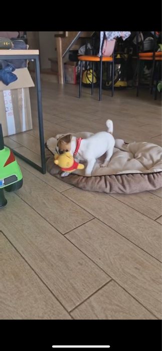 Чудові малята, джеки