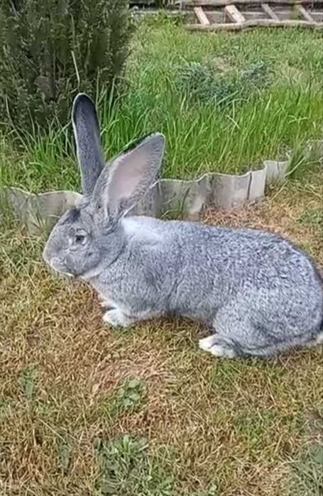 Самці, Європейська шиншила