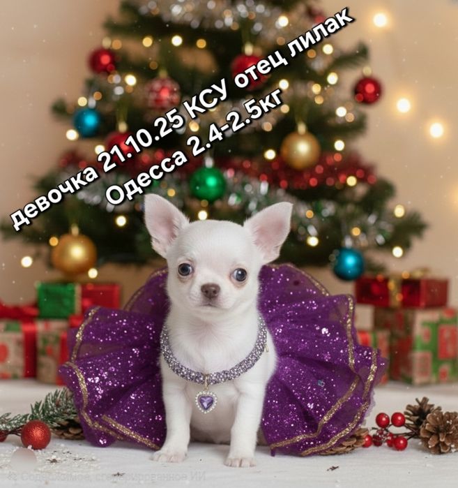 Принцесса с лиловым носиком КСУ