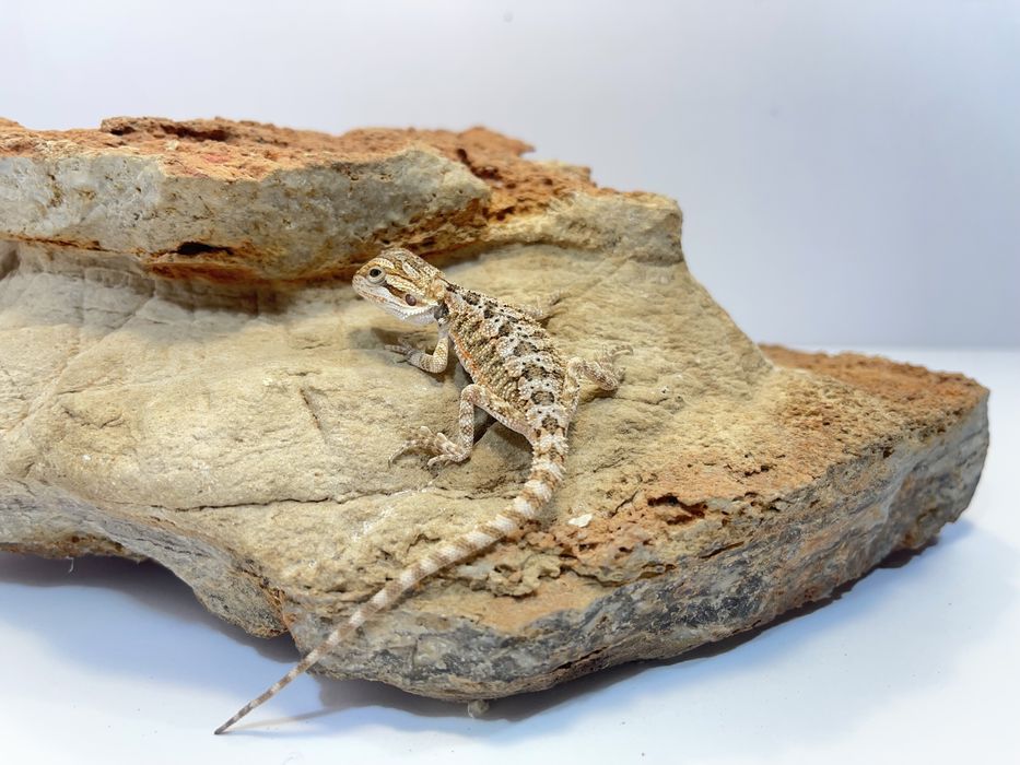 Agama Brodata Agamy brodate