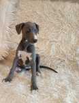 WHIPPET niebieskie ZKwP FCI