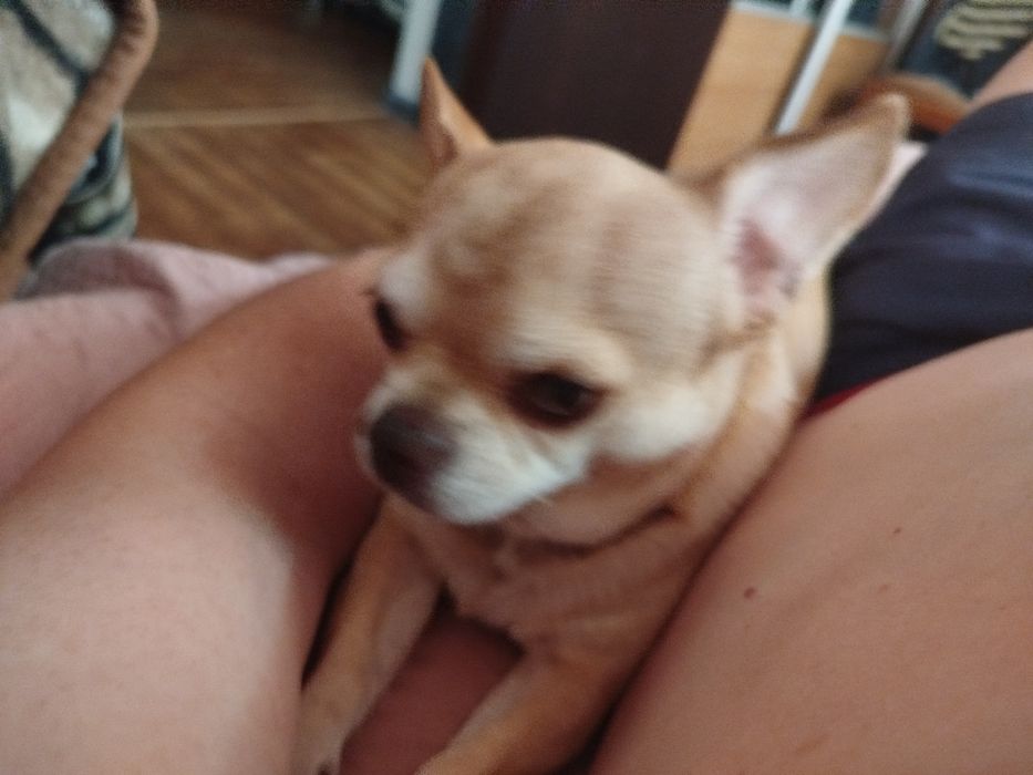 Пропала собака рыжего окраса чихуашка