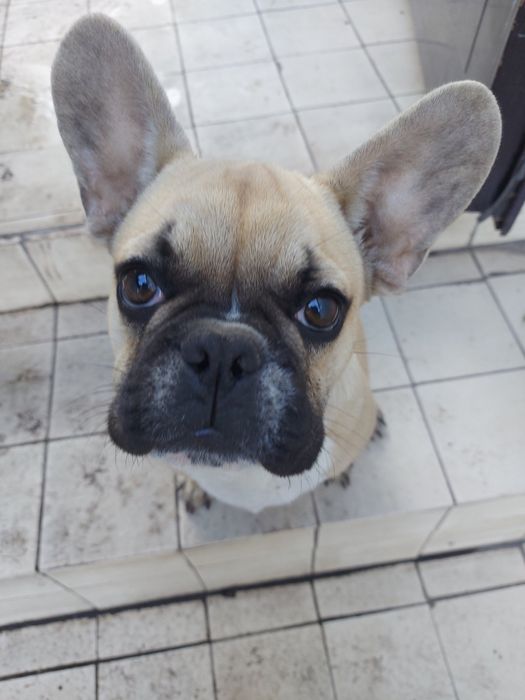 Вязка французского бульдога