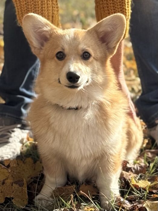 Цуценята вельш коргі пемброк