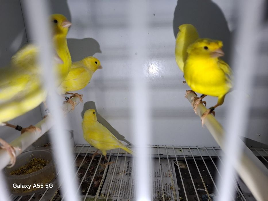 Canarios para venda 2025