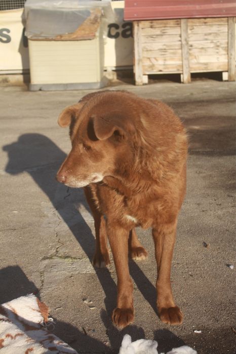 Boris cao de porte grande