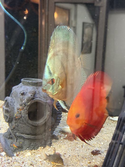 3 Discus entre 13 e 16 cm conjuntos 110€