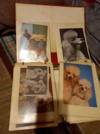 Kartki pocztowe pocztówki Psy prl