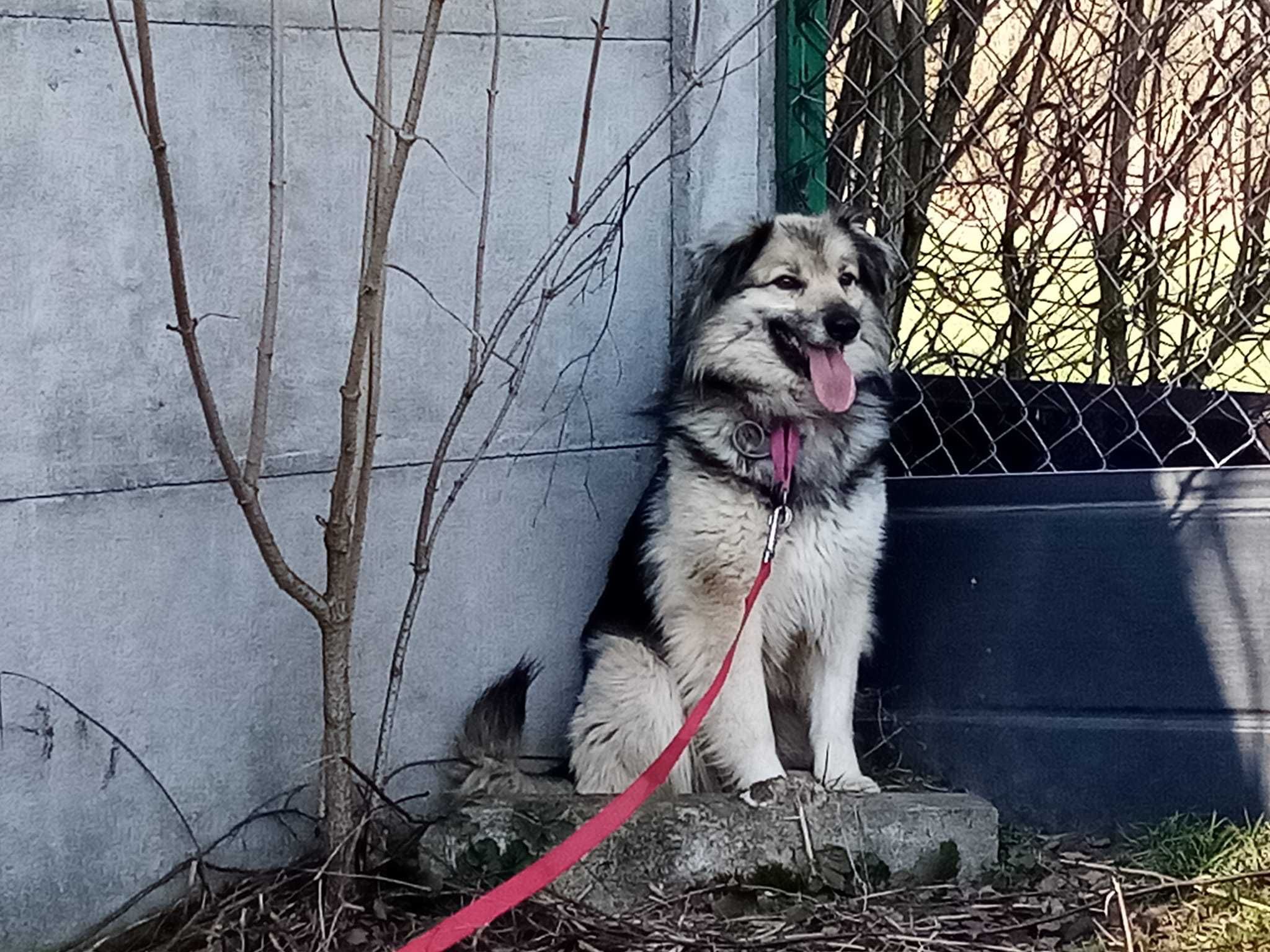 Piękna nieśmiała Maili szuka domu