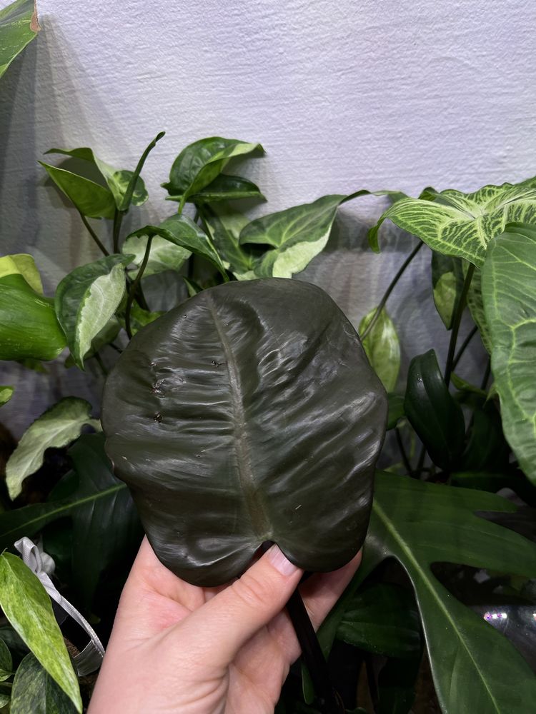 Philodendron Black Cardinal pędówka