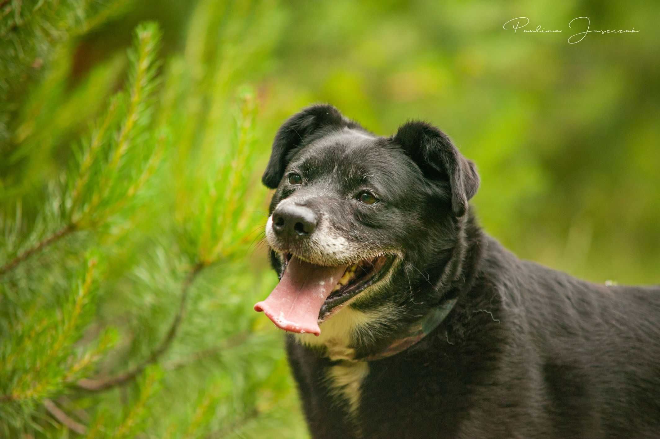 Nie ma drugiego takiego jak on! Michaś do adopcji!