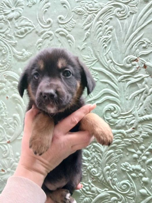 Отдам щенков в добрые руки