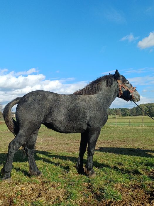Źrebica zimnokrwista szpaka