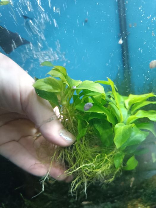 Мох f. Taxifolius, камерун