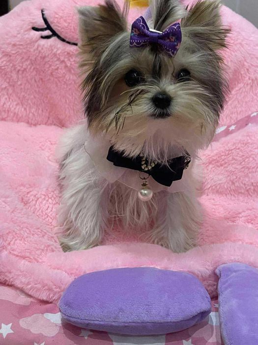 Śliczna mini suczka xxs laleczka Yorkshire terrier Mimi