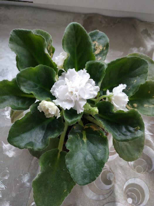 Комнатные цветы разные