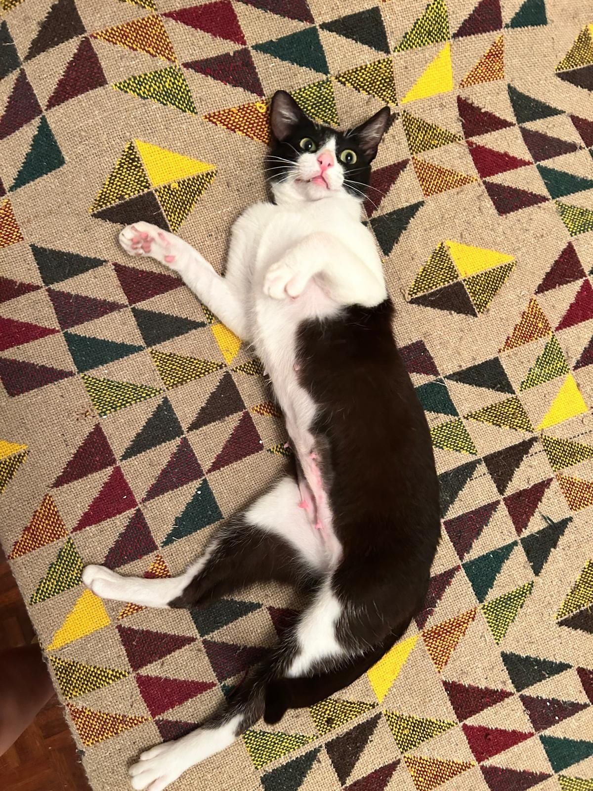 Amores de 4 patas para famílias de luxo