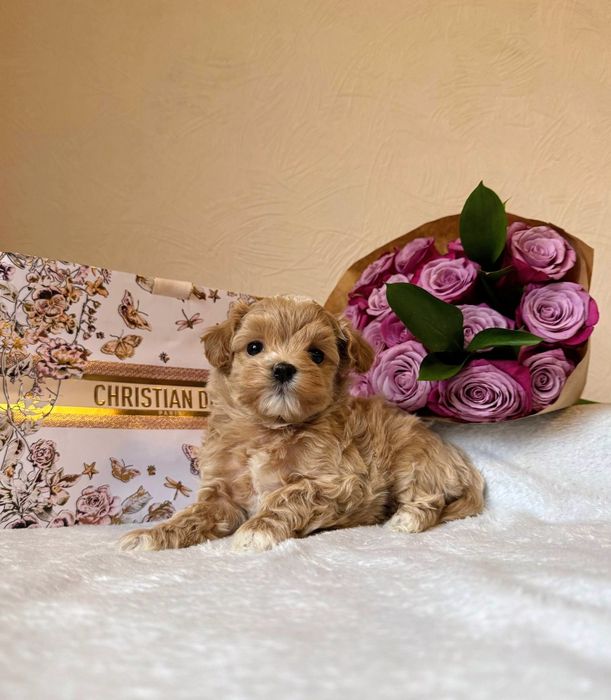 Мальтипу Ф1 мини мальчик