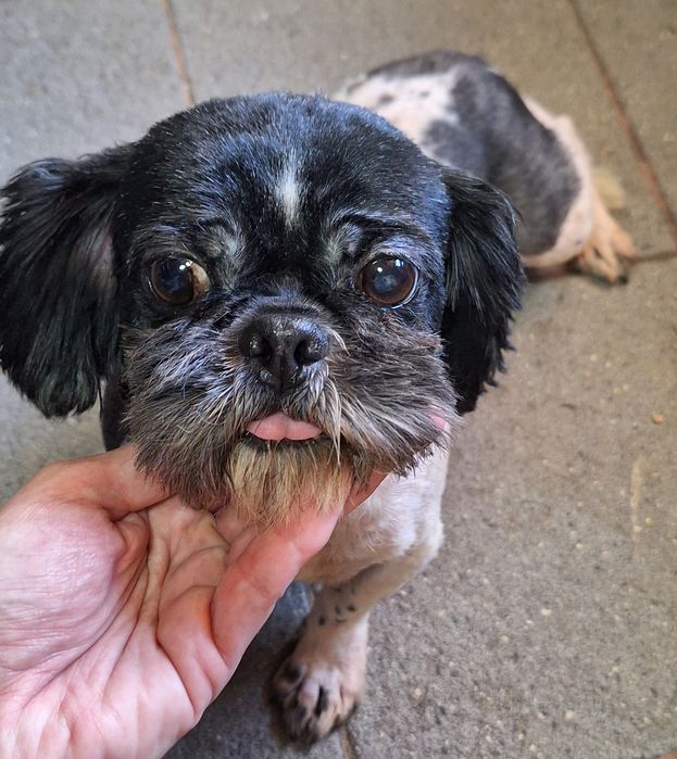 Shih tzu dorosły pies/samiec z rodowodem