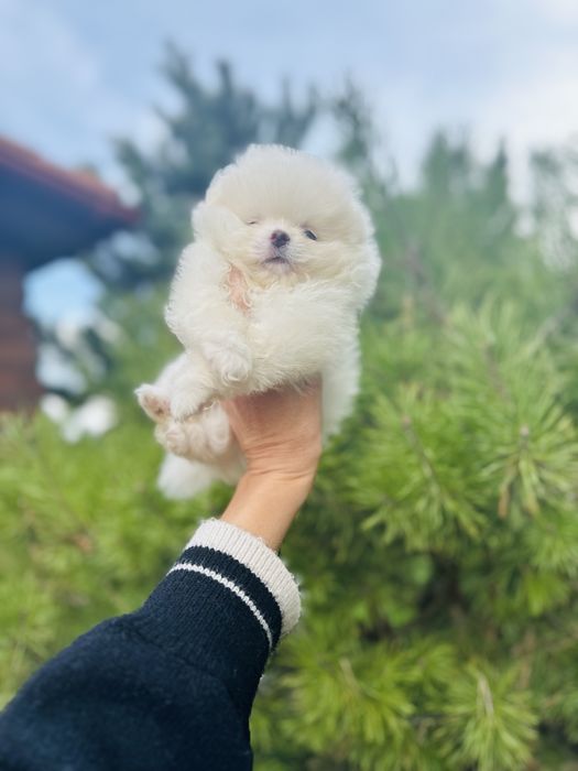 Білосніжний хлопчик шпіц