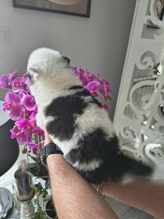 Atena łajka jakucka FCI metryka chip umowa wyprawka