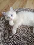 Kocurek ragdoll blue bicolor