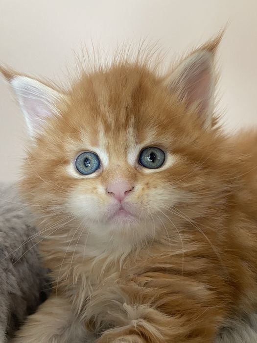 Maine Coon - RED TABBY (com LOP)