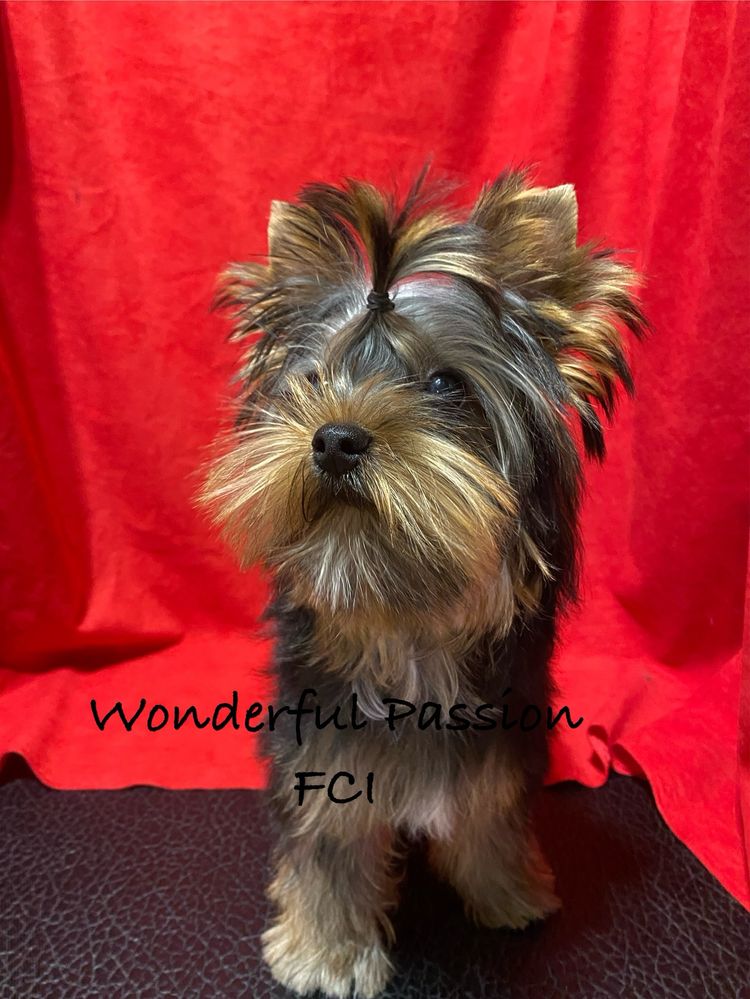 York, Yorkshire terrier FCI ZKwP