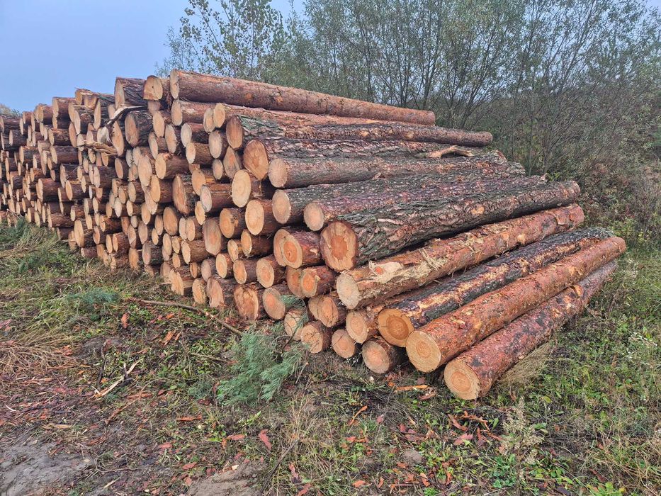 Sosna kłoda dłużyca tartaczne  S2b