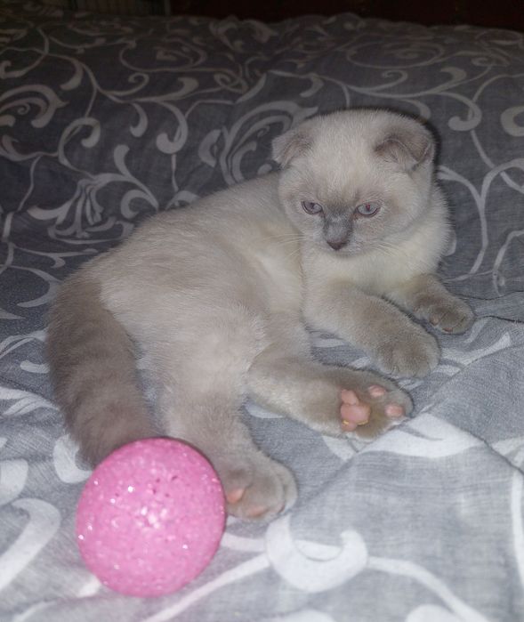 Скоттиш фолд Девочка чистокровная!