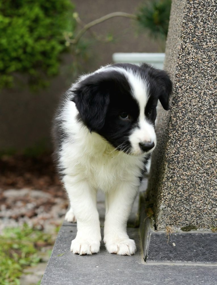 Border Collie dziewczynka