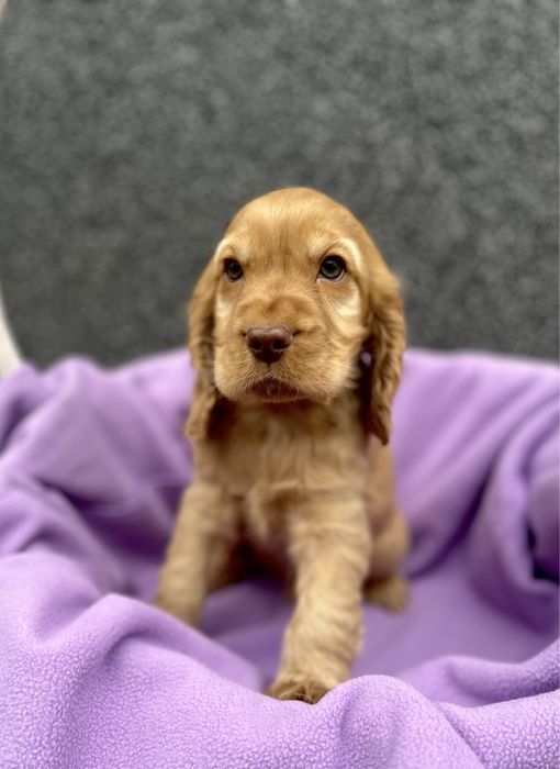 Suczka cocker  spaniel angielski