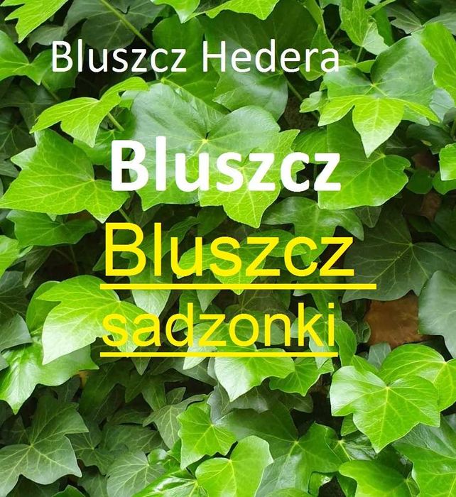 Sadzonki Bluszcz Hedera 15 szt _Wysył