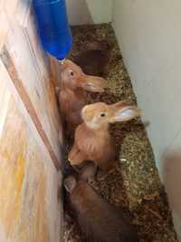 Кролики рыжие/серые
