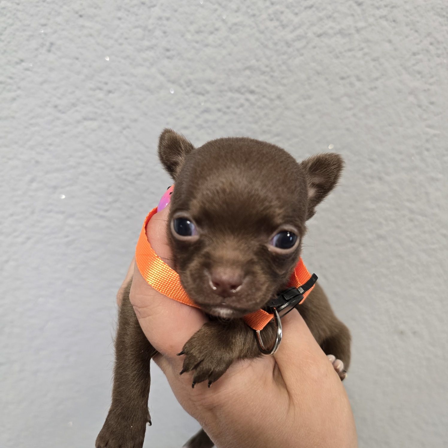 Chihuahua samiec choco czekoladowy